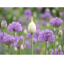 Zierlauch Allium in verschiedenen Blühstadien mit einer spitzen Blütenknospe mit Wassertropfen und kugelförmigen lila Blüten im Garten.