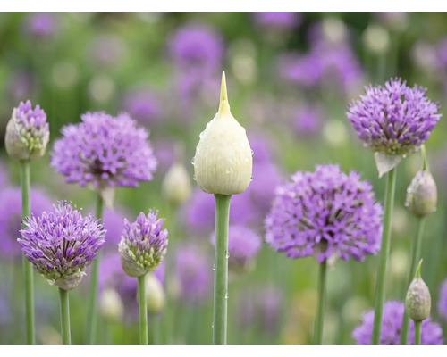 Zierlauch Allium in verschiedenen Blühstadien mit einer spitzen Blütenknospe mit Wassertropfen und kugelförmigen lila Blüten im Garten.