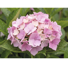 Nahaufnahme einer blühenden rosa Hortensie mit grünen Blättern.