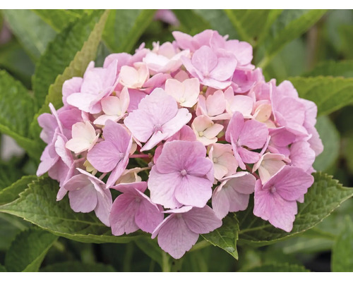 Nahaufnahme einer blühenden rosa Hortensie mit grünen Blättern.
