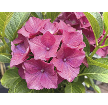 Blühende rosa Hortensie mit grünen Blättern in der Nahaufnahme.