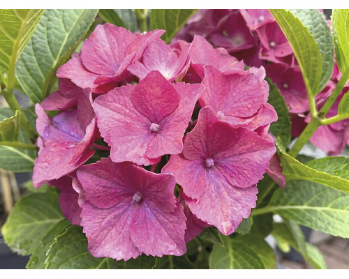 Blühende rosa Hortensie mit grünen Blättern in der Nahaufnahme.