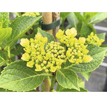 Hortensie mit hellgelben Knospen und grünen Blättern an einem Bambusstab befestigt.