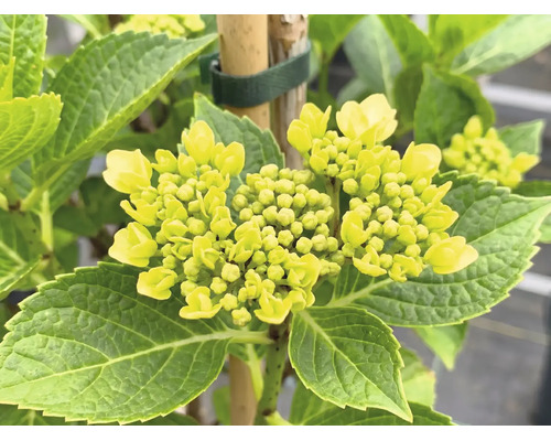Hortensie mit hellgelben Knospen und grünen Blättern an einem Bambusstab befestigt.