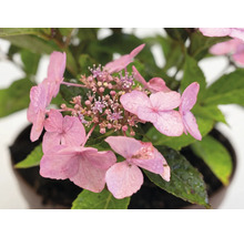 Nahaufnahme einer rosa Hortensienblüte mit Wassertropfen auf den Blütenblättern und grünen Blättern in einem Topf.