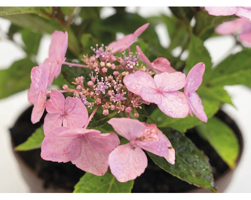 Nahaufnahme einer rosa Hortensienblüte mit Wassertropfen auf den Blütenblättern und grünen Blättern in einem Topf.