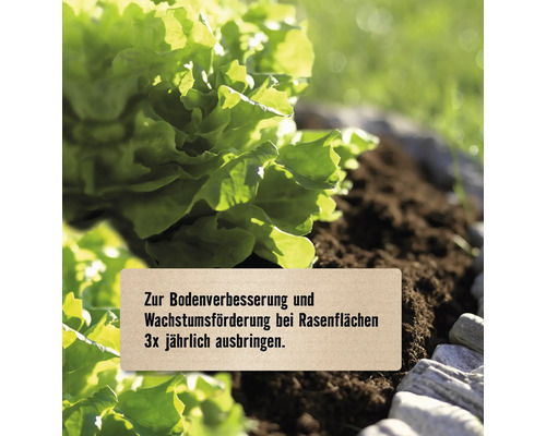 Salatpflanze in Erde mit Hinweis zur Bodenverbesserung und Wachstumsförderung, dreimal jährlich anzuwenden.