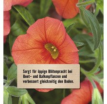 Produktvorteil für üppige Blütenpracht bei Beetpflanzen und Balkonpflanzen sowie Bodenverbesserung.