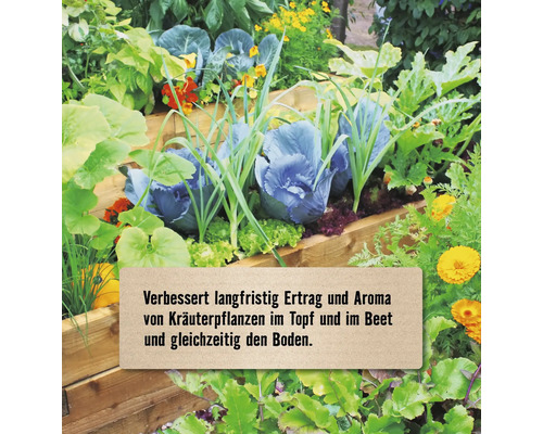 Bepflanztes Holz-Hochbeet mit Gemüse, Kräutern und Blumen sowie einem Hinweistext zur Steigerung von Ertrag und Aroma und zur Bodenverbesserung.