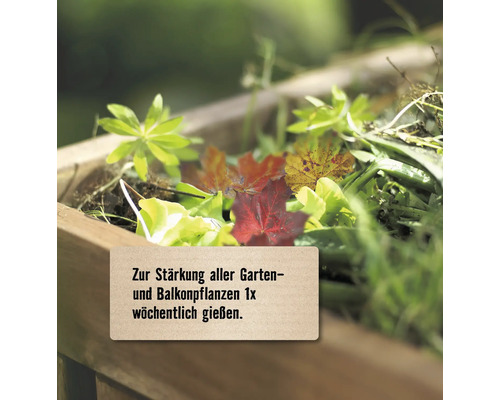 Holzkasten mit Pflanzen und Laub sowie Text zur Stärkung von Garten- und Balkonpflanzen durch einmal wöchentliches Gießen.