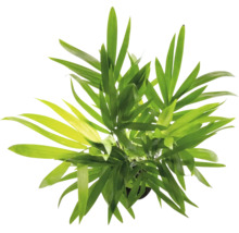 Bergpalme Chamaedorea elegans von oben betrachtet, grüne Zimmerpflanze.