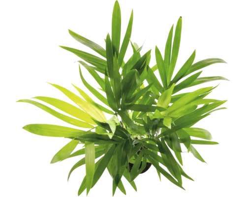 Bergpalme Chamaedorea elegans von oben betrachtet, grüne Zimmerpflanze.
