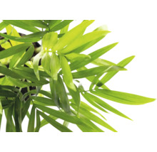 Nahaufnahme der grünen Blätter einer Bergpalme Chamaedorea elegans.