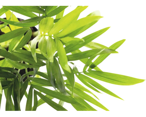 Nahaufnahme der grünen Blätter einer Bergpalme Chamaedorea elegans.