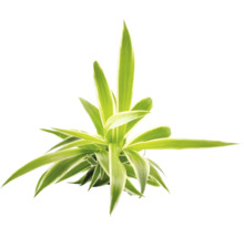 Zimmerpflanze Drachenbaum Dracaena mit gestreiften, spitzen Blättern.