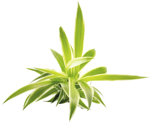 Zimmerpflanze Drachenbaum Dracaena mit gestreiften, spitzen Blättern.