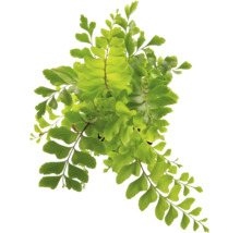 Frauenhaarfarn Adiantum mit zarten fächerförmigen Blättern als Zimmerpflanze