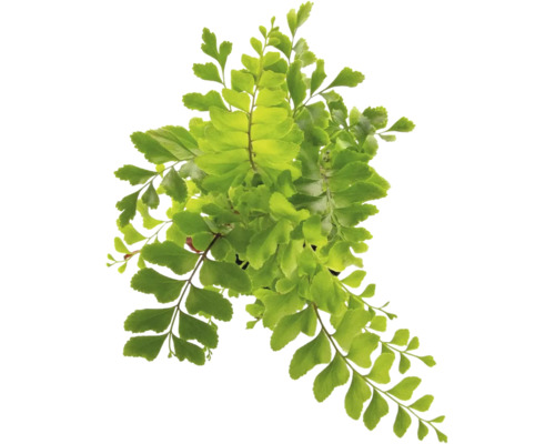 Frauenhaarfarn Adiantum mit zarten fächerförmigen Blättern als Zimmerpflanze