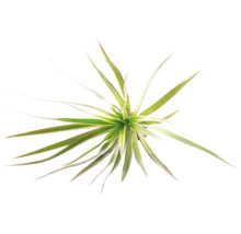 Drachenbaum Dracaena in der Draufsicht mit schmalen, grünen und gelben Blättern.