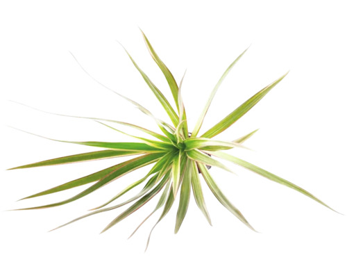 Drachenbaum Dracaena in der Draufsicht mit schmalen, grünen und gelben Blättern.