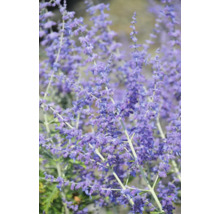 Blauraute mit blauvioletten Blütenständen an feinen Stielen.