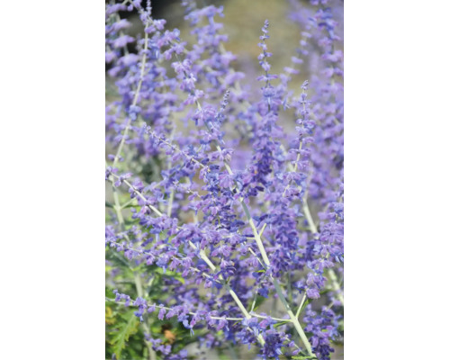 Blauraute mit blauvioletten Blütenständen an feinen Stielen.