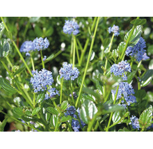 Säckelblume Ceanothus mit blauen Blüten und glänzenden grünen Blättern.
