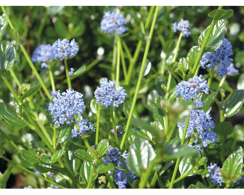 Säckelblume Ceanothus mit blauen Blüten und glänzenden grünen Blättern.