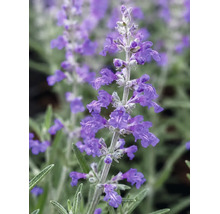 Nahaufnahme einer Blauraute mit kleinen violetten Blüten an einem silbrigen Stängel und schmalen grünen Blättern.