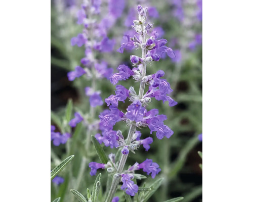 Nahaufnahme einer Blauraute mit kleinen violetten Blüten an einem silbrigen Stängel und schmalen grünen Blättern.