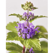 Bartblume Caryopteris x clandonensis mit violetten Blüten und grünen gezackten Blättern.