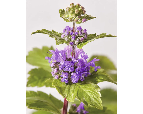 Bartblume Caryopteris x clandonensis mit violetten Blüten und grünen gezackten Blättern.