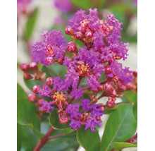 Nahaufnahme einer Lagerströmie mit gekräuselten violetten Blüten und roten Knospen vor grünen Blättern.