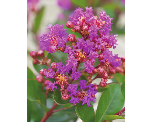 Nahaufnahme einer Lagerströmie mit gekräuselten violetten Blüten und roten Knospen vor grünen Blättern.