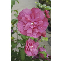 Gefüllte Hibiskus-Blüte in Rosa mit grünen Blättern und Knospen.