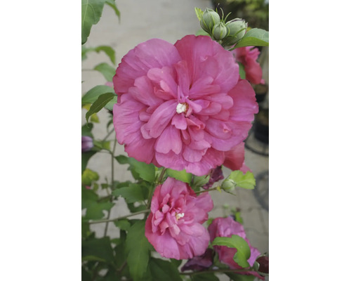 Gefüllte Hibiskus-Blüte in Rosa mit grünen Blättern und Knospen.