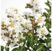 Indische Lagerströmie mit weißen Blüten und grünen Blättern.