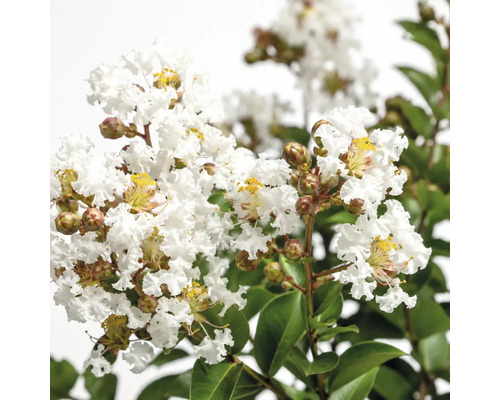 Indische Lagerströmie mit weißen Blüten und grünen Blättern.