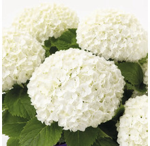 Weiße Hortensie mit großen, runden Blütenständen und grünen Blättern.