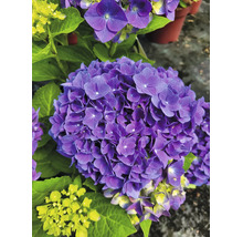 Nahaufnahme einer blühenden violetten Hortensie mit grünen Blättern.