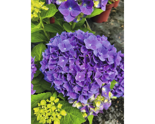 Nahaufnahme einer blühenden violetten Hortensie mit grünen Blättern.