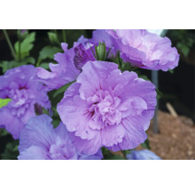 Nahaufnahme eines Hibiscus syriacus mit gefüllten, lilafarbenen Blüten.
