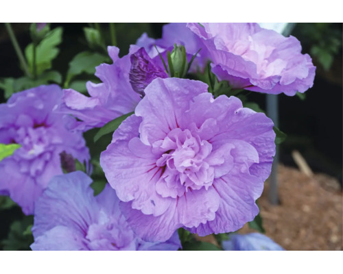 Nahaufnahme eines Hibiscus syriacus mit gefüllten, lilafarbenen Blüten.