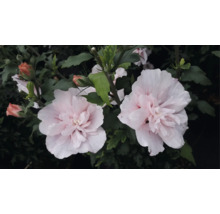 Garteneibisch Hibiscus syriacus mit gefüllten, hellrosa Blüten und grünen Blättern.