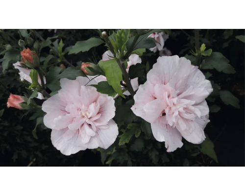 Garteneibisch Hibiscus syriacus mit gefüllten, hellrosa Blüten und grünen Blättern.