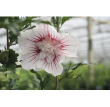 Nahaufnahme einer Hibiscus syriacus Blüte mit weißen Blütenblättern und roten Streifen, gefüllte Mitte und grüne Blätter.
