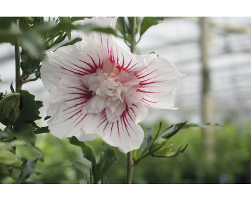 Nahaufnahme einer Hibiscus syriacus Blüte mit weißen Blütenblättern und roten Streifen, gefüllte Mitte und grüne Blätter.