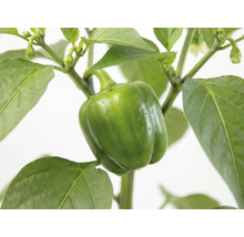 Grüne Gemüsepaprika wachsend an einer Paprikapflanze mit Blättern.
