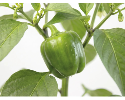Grüne Gemüsepaprika wachsend an einer Paprikapflanze mit Blättern.