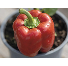 Rote Paprika in einem Topf mit Erde